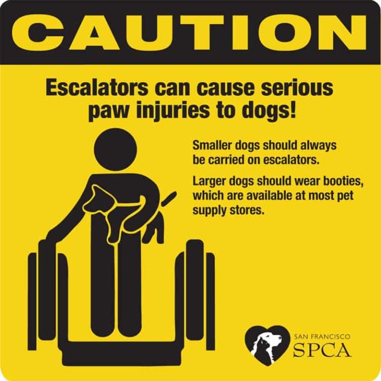 Protecting Your Dog’s Paws on an Escalator