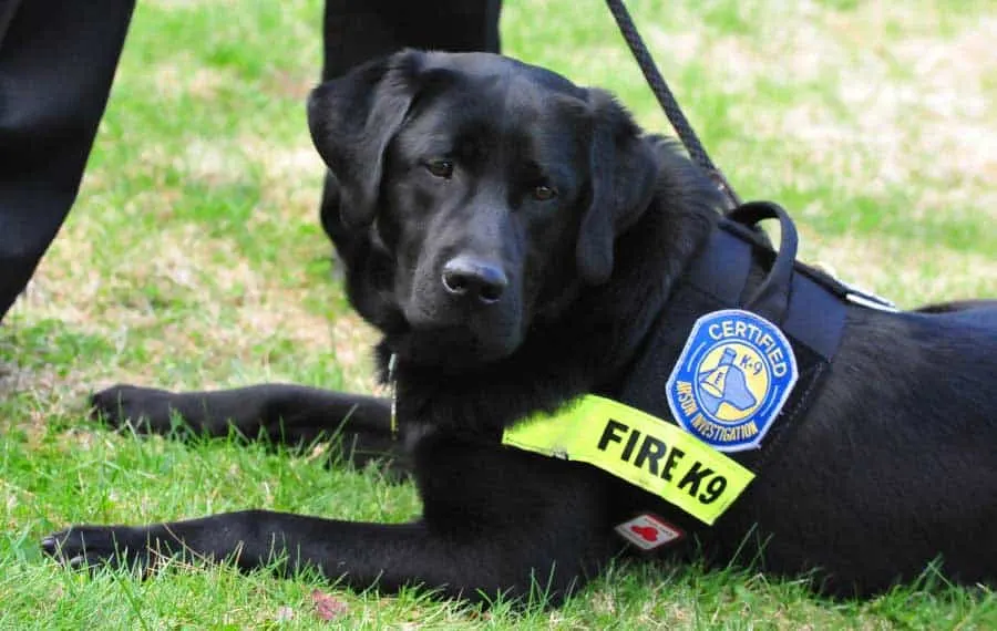K-9