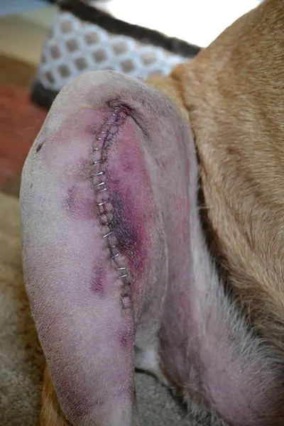 staples in dog leg after dog's ACL surgery