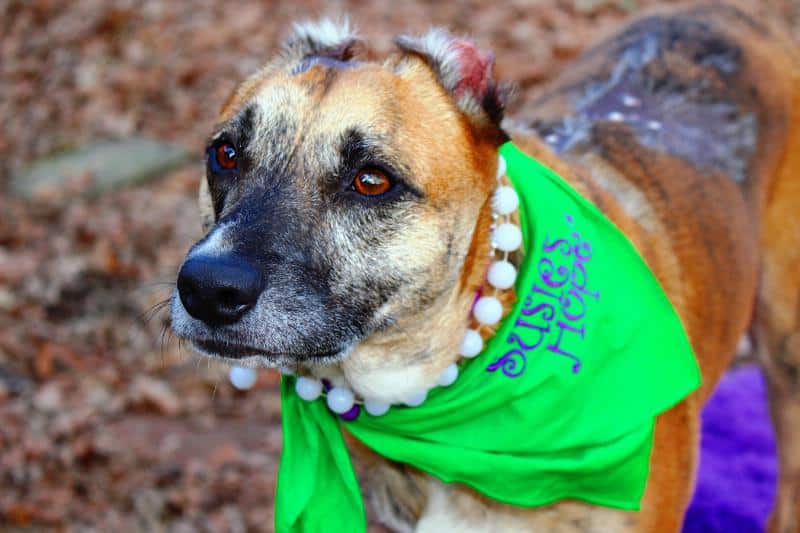 American Humane Association Susie