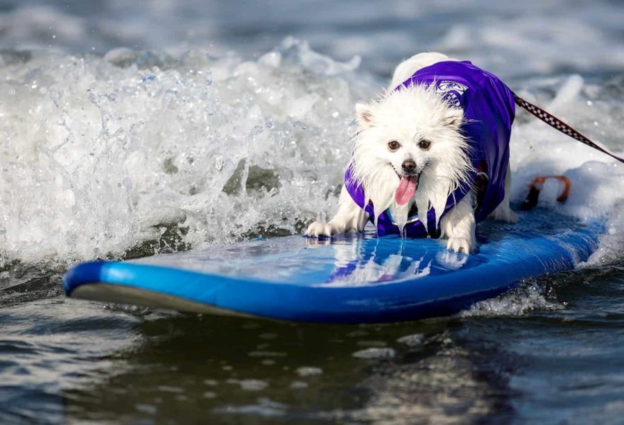 Helen Woodward Animal Center Surf Dog