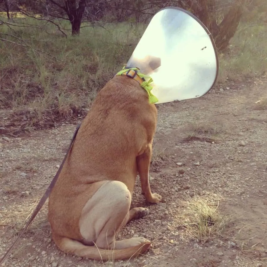 dog in cone after ACL surgery