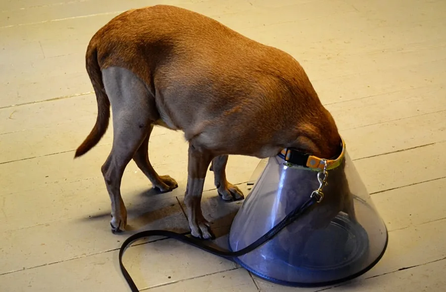 clear cone in dog recovering from ACL surgery