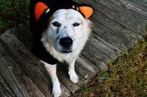 Halloween costume safety-tiki-cat-costume2WEB