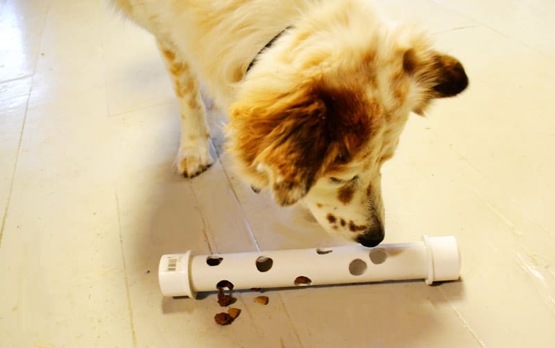 homemade dog feeder