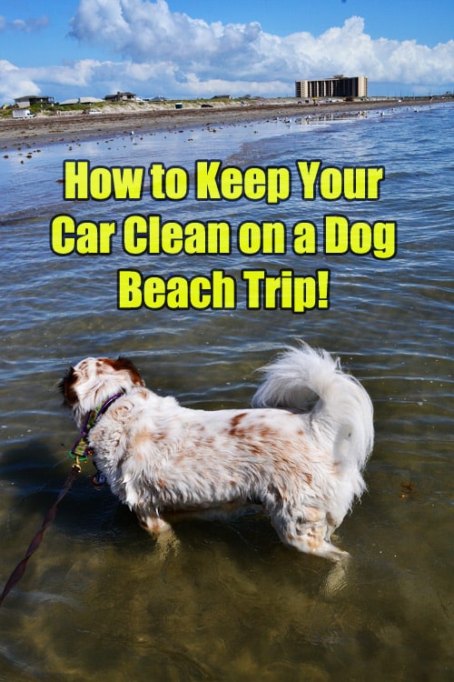How to keep your car clean on dog 