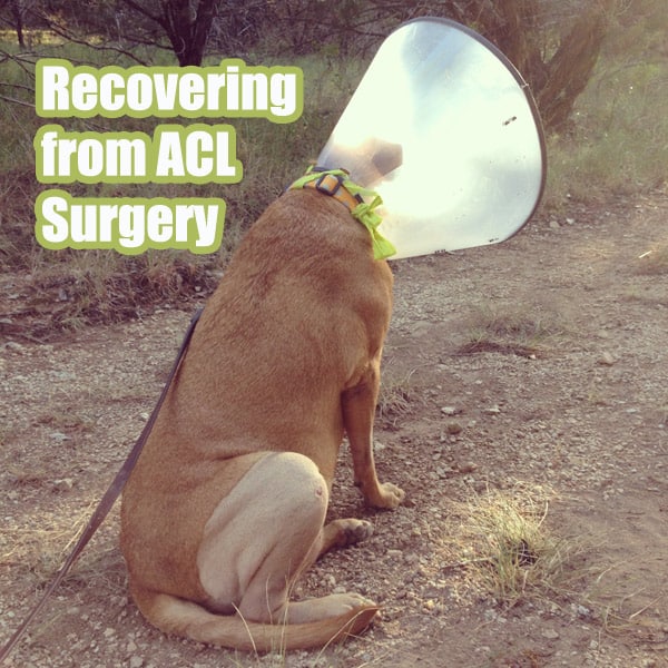 Recovering from ACL Surgery PetHealthAwareness