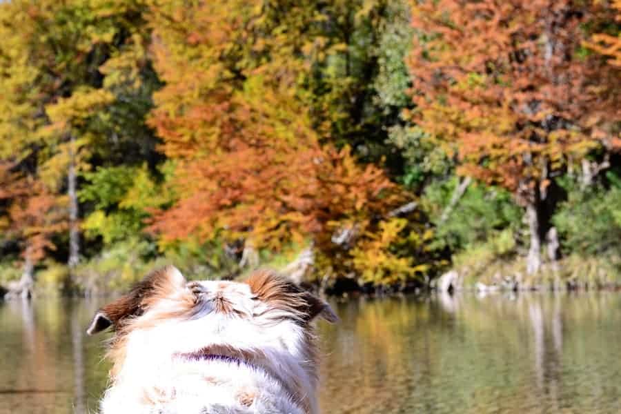 tiki-fall-colors