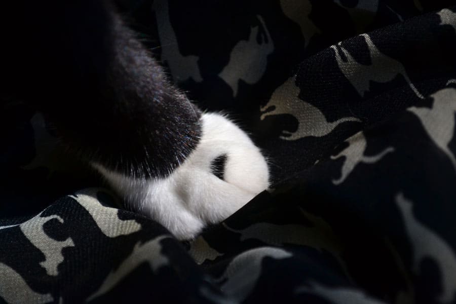 tiniest-tiger-scarf-lucky