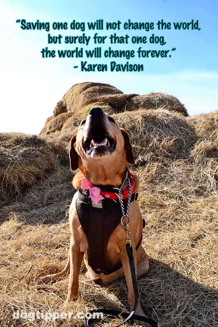 quote-davison