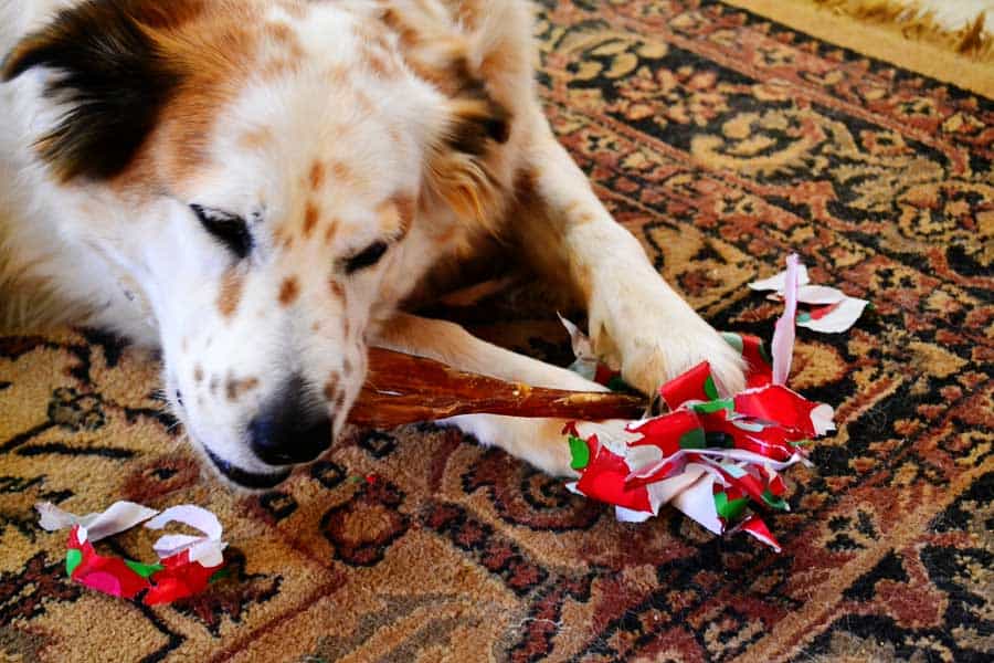 tiki-chew-paper
