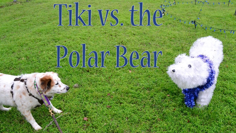 tiki-polar-bear-title