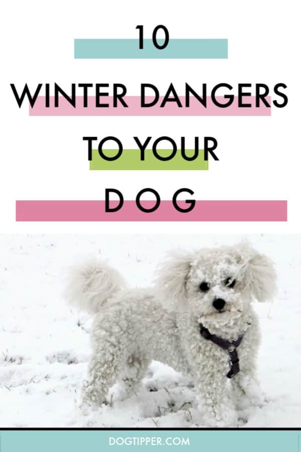 Dog Dangers on Winter Dog Walks