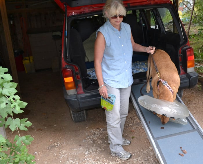 dog using dog ramp after ACL surgery