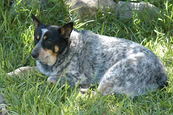 Australian Cattle Dog or Blue Heeler on grass