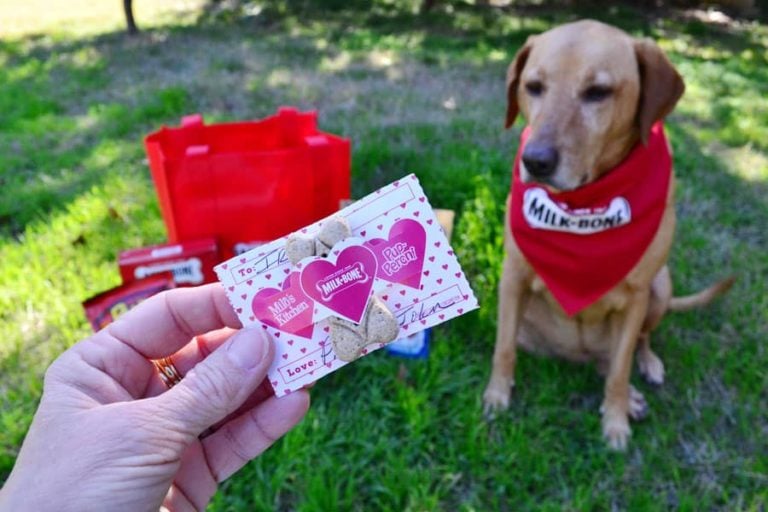 Let’s Make Today #ValentinesForDogs Day!