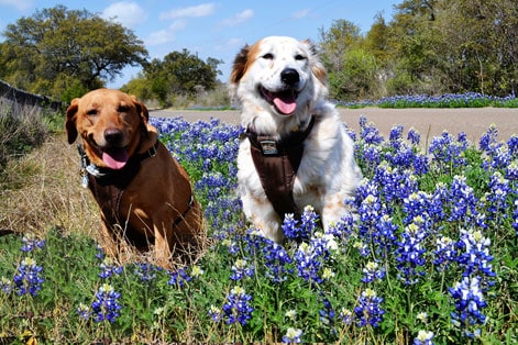 irie-tiki-bluebonnets-jollypets