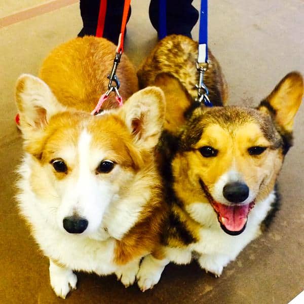 Rescue Dogs Star with Helen Mirren on Broadway