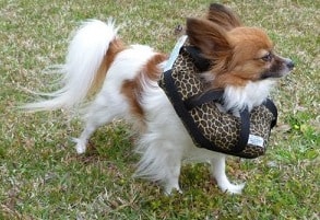 watercollar on small dog