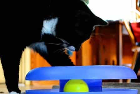 lucky-track-toy-448x300