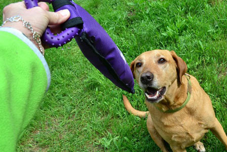 tug-toy-448x300