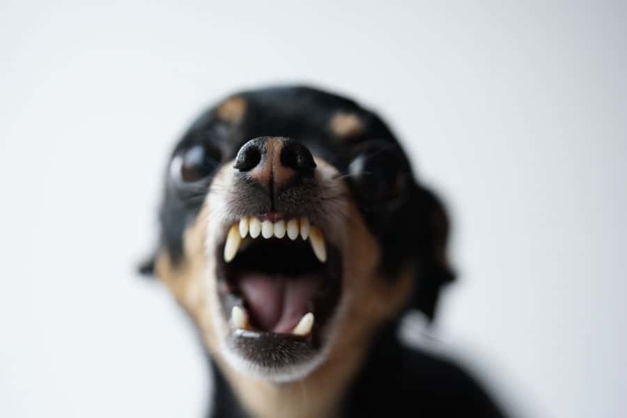 Aggressive Chihuahua - National Dog Bite Prevention Week