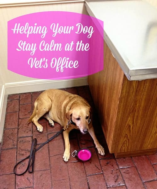 Helping Your Dog Stay Calm at the Vet’s Office