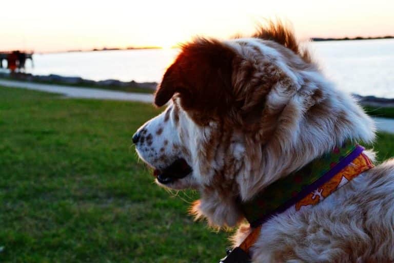 Dog Walking at Night: How to Keep You & Your Dog Safe