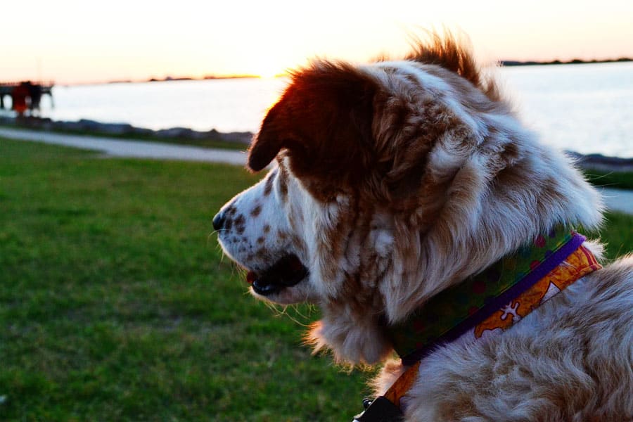 Dog Walking at Night How to Keep You & Your Dog Safe