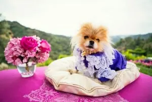 Giggy