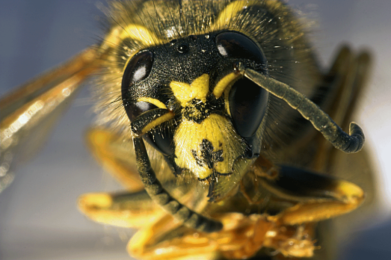 Is Your Dog at Risk from Killer Bees?