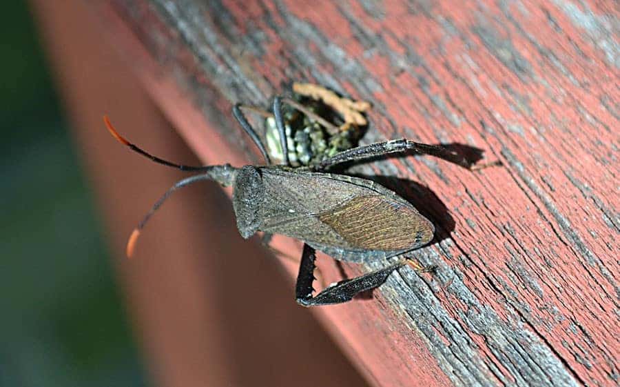 stinkbug