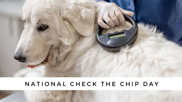 National Check the Chip Day – What You Need to Do!