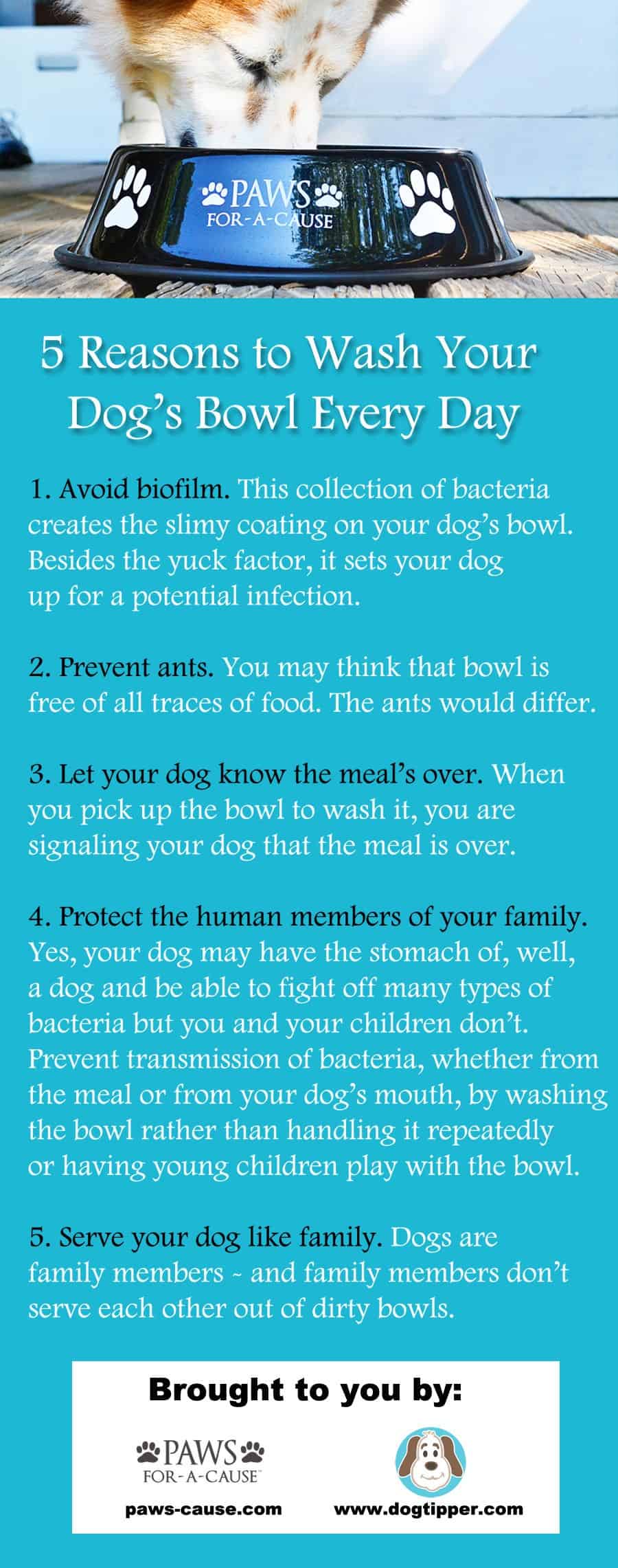 How to Clean Your Dog's Bowl the Right Way