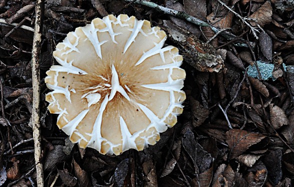 autumn dog walks-365-mushroom