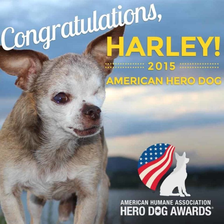 Former Puppy Mill Dog Wins American Hero Dog Award
