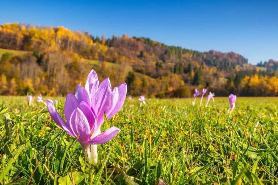 autumn crocus