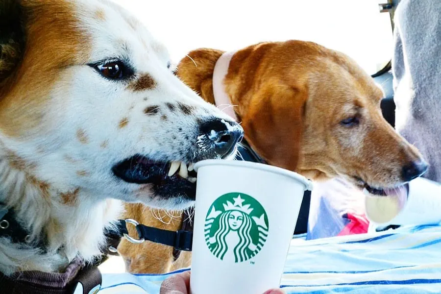 two dogs with Starbucks Puppuccino cups