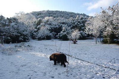 image of Newfoundland mix dog walking in snow