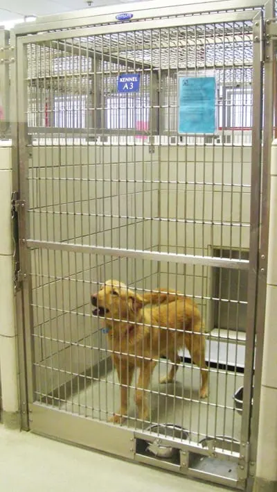 shelter-kennel