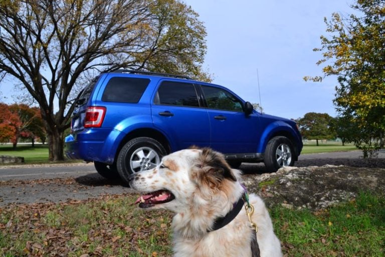 Is Your Dog-Friendly Car Ready for Trade-In?