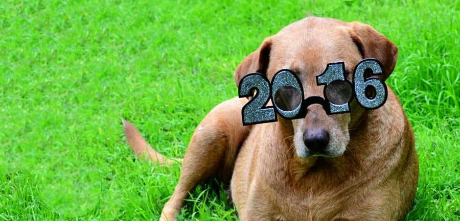 irie-glasses3