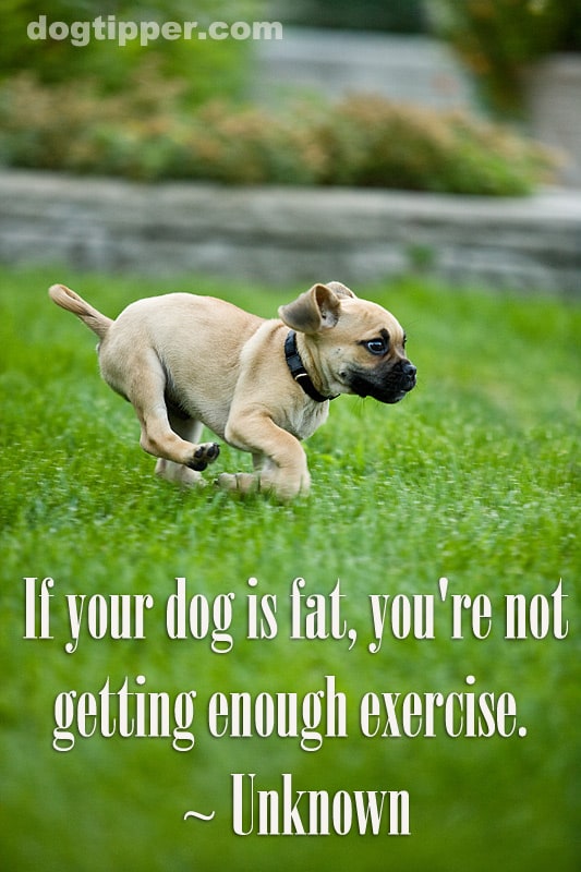 quote-fat-dog