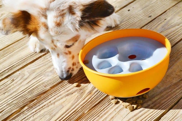 Tiki Tries out the PAW5 Rock ‘N Bowl