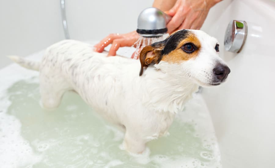 How to Give Your Dog a Bath During the Winter Months