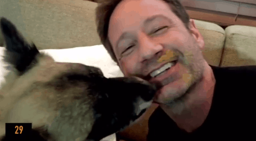 Have You Taken the #LickMyFace Challenge for Shelter Animals?