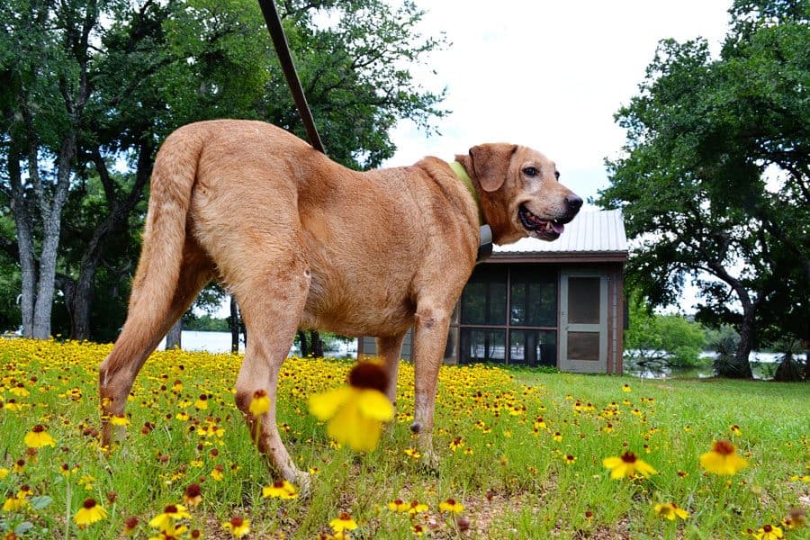 irie-flowers