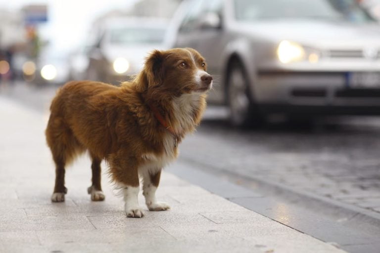 You’ve Found a Lost Dog — Now What?