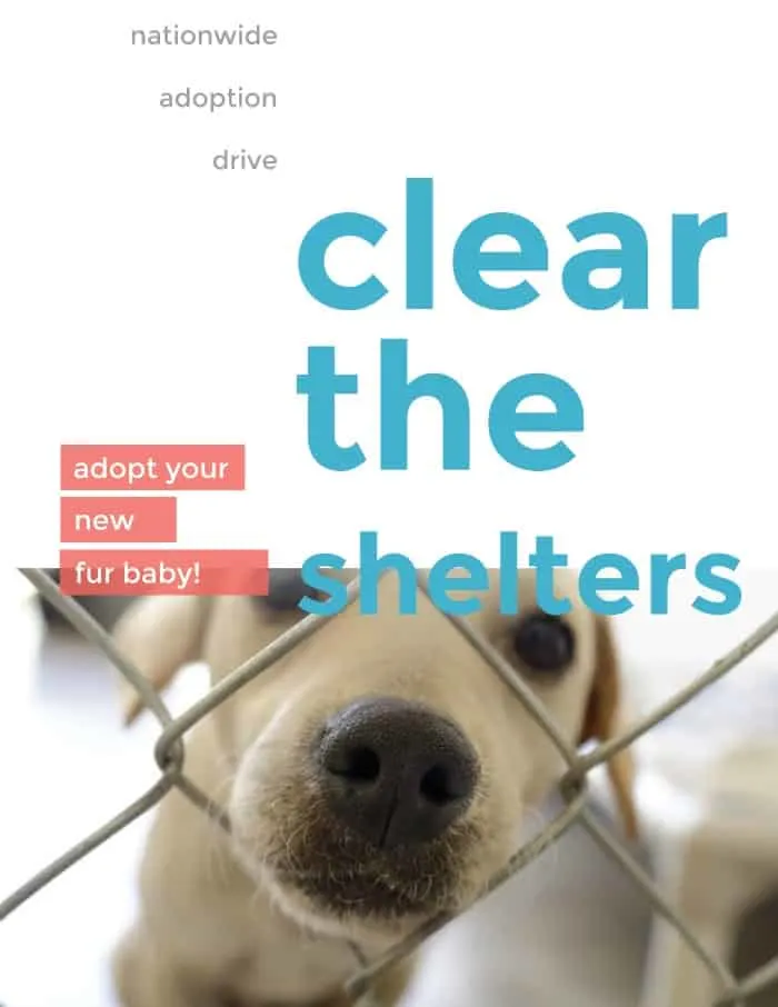 clear the shelters adoption drive