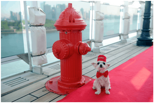 The Queen Mary 2 is the only pet-friendly cruise ship.